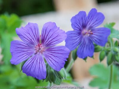 Geranium Pratense Hocus Pocus The Hardy Geranium Nursery