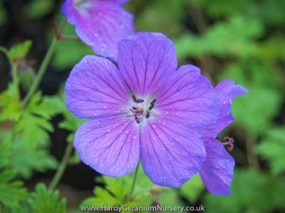 Hardy Geraniums • The Hardy Geranium Nursery