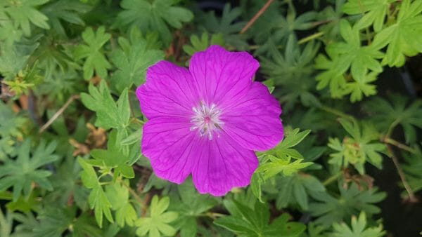 Hardy Geraniums • The Hardy Geranium Nursery