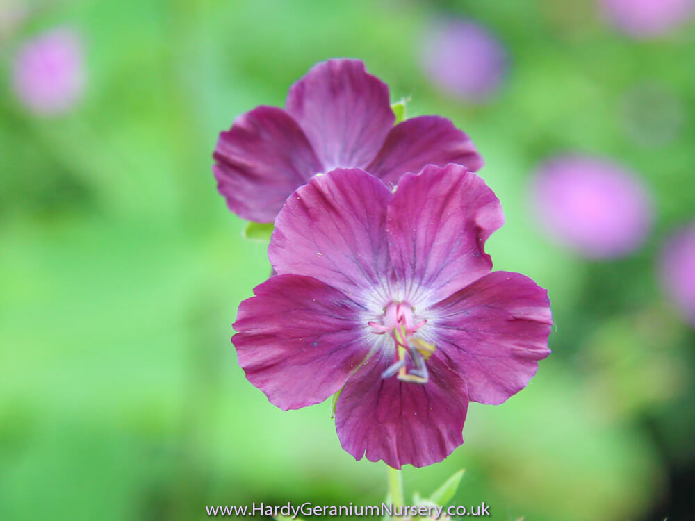 Geranium phaeum 'Chocolate Biscuit' • The Hardy Geranium Nursery