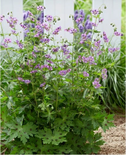 Mound or clump forming geraniums • The Hardy Geranium Nursery