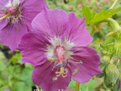 Geranium phaeum Brundall Gold is a clump forming perennial with spikes of pink flowers. Juvenile foliage is golden maturing to mid green with dark splodges in the axils.