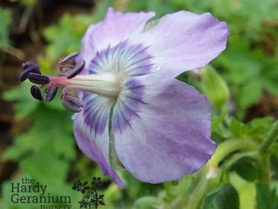 Geranium phaeum 'Lilacina'