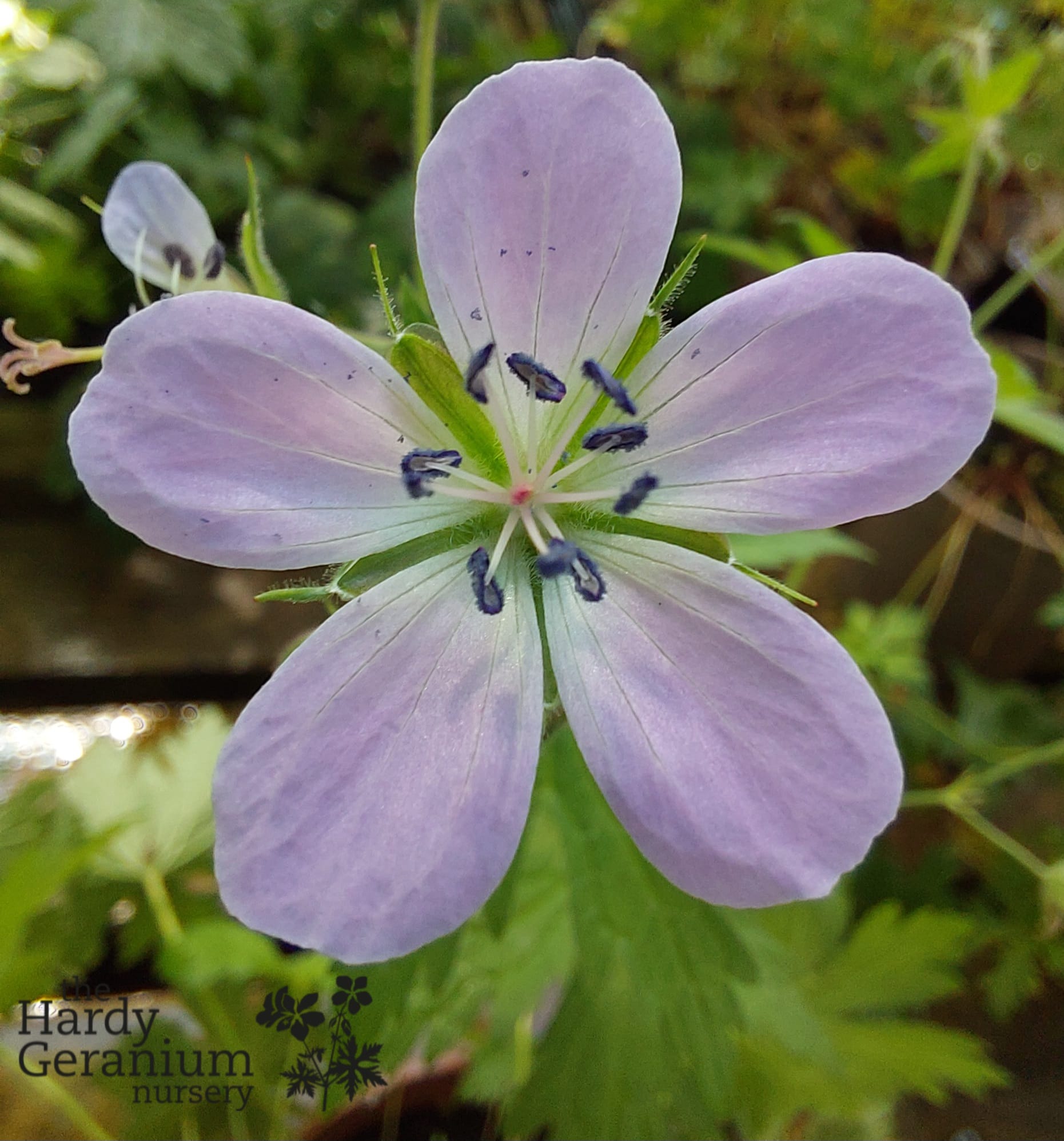 Geranium sylvaticum f. roseum • The Hardy Geranium Nursery