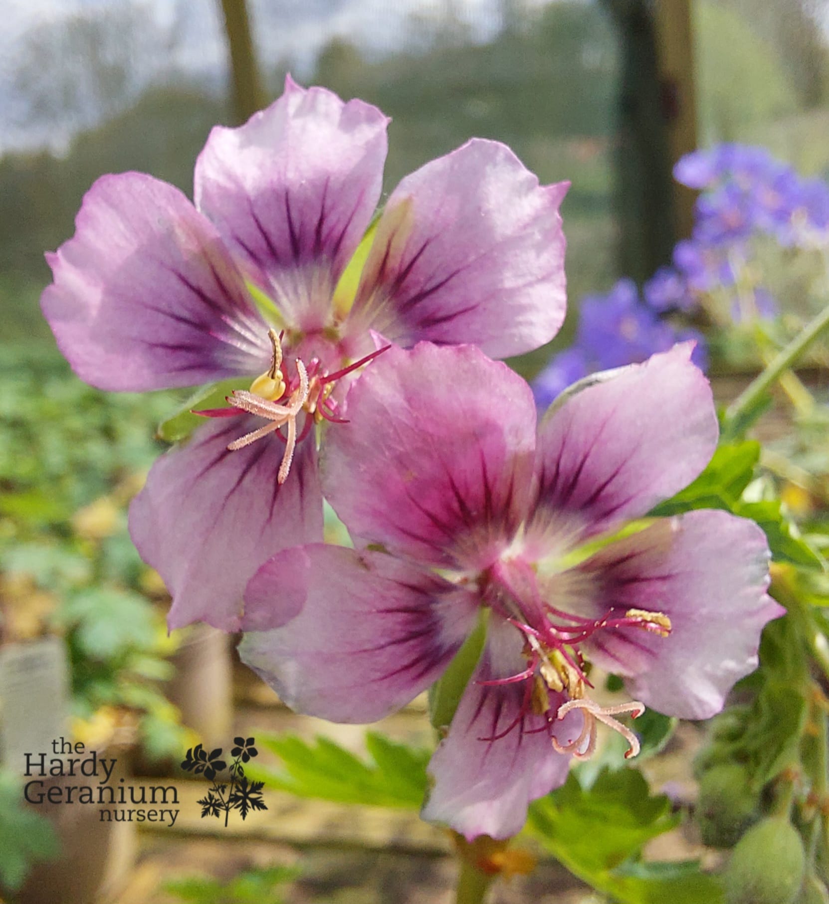 Geranium phaeum 'Rothbury Cherry' • The Hardy Geranium Nursery