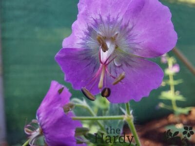 Geranium phaeum Mrs Charles Perrin