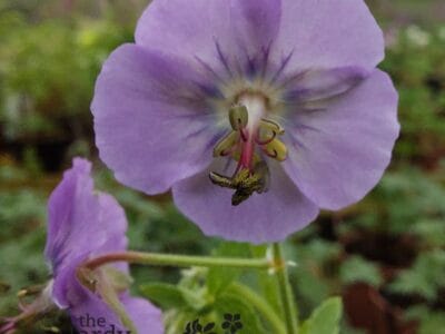 Geranium phaeum Rise Top Lilac