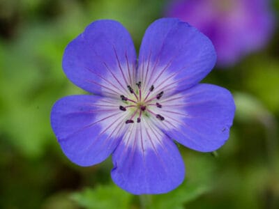 Geranium 'Rozanne'