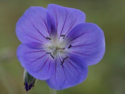 Geranium ‘Brookside’