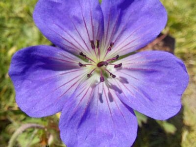 Geranium 'Azure Rush'