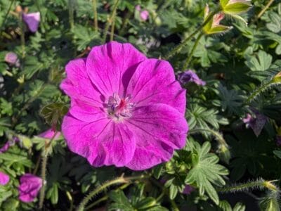 Geranium sanguineum 'Frivolius Purple'