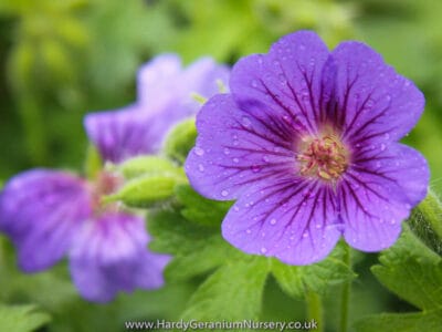 Geranium 'Blue Blood'