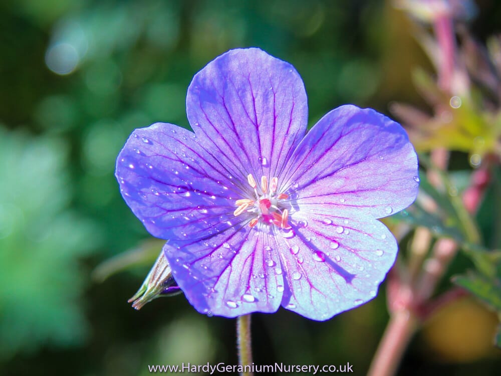 Geranium himalayense ‘Kaya’ - Image 2