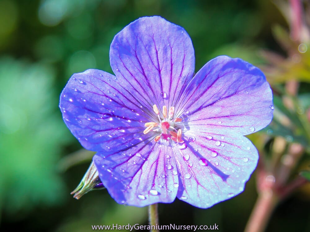 Geranium himalayense ‘Kaya’