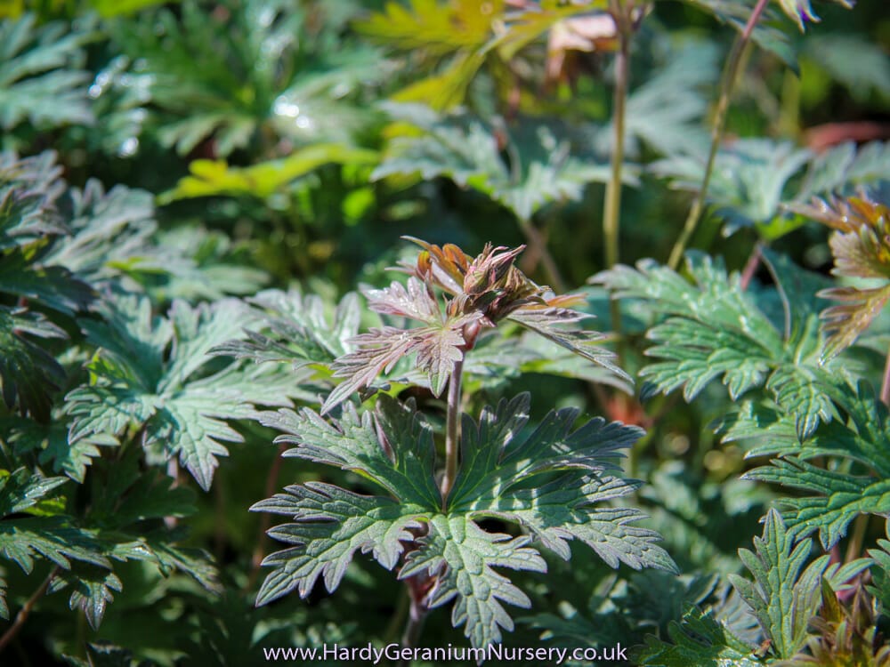 Geranium himalayense ‘Kaya’ - Image 3