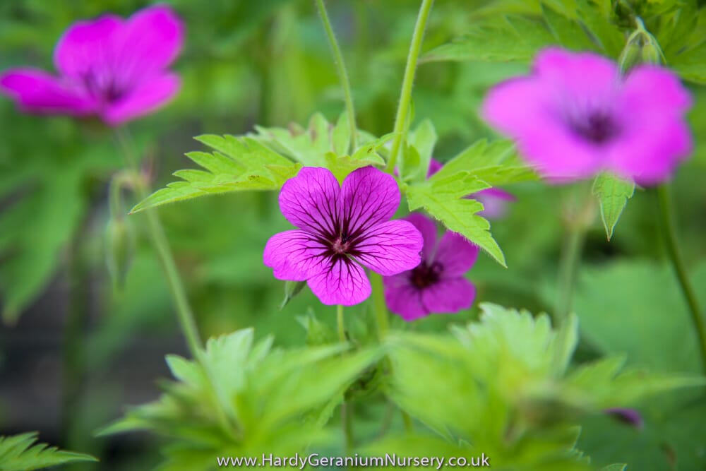 Geranium Madelon