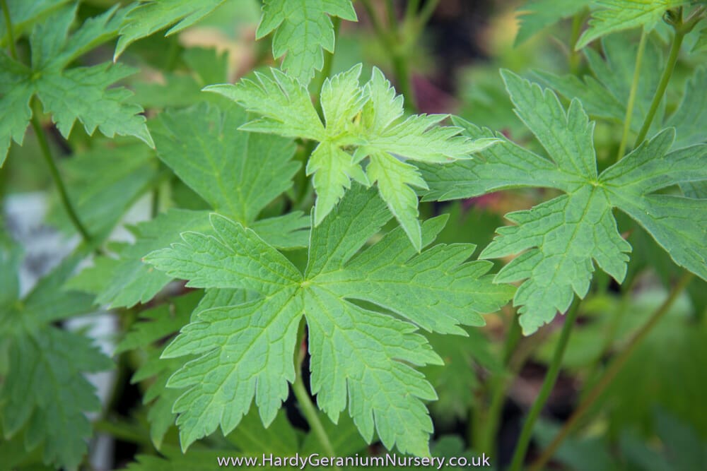 Geranium Madelon - Image 3