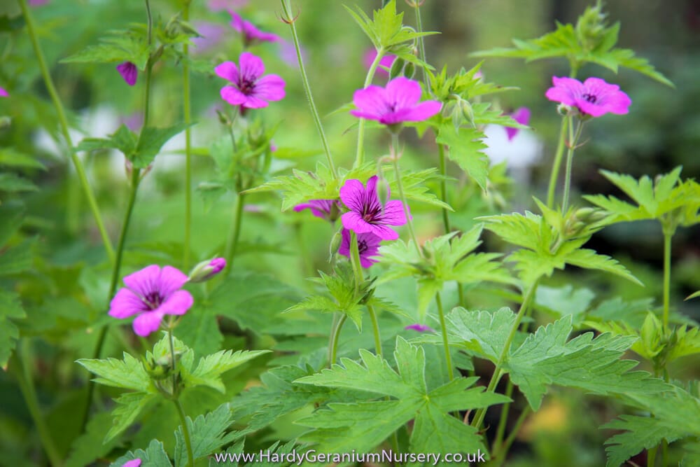 Geranium Madelon - Image 2