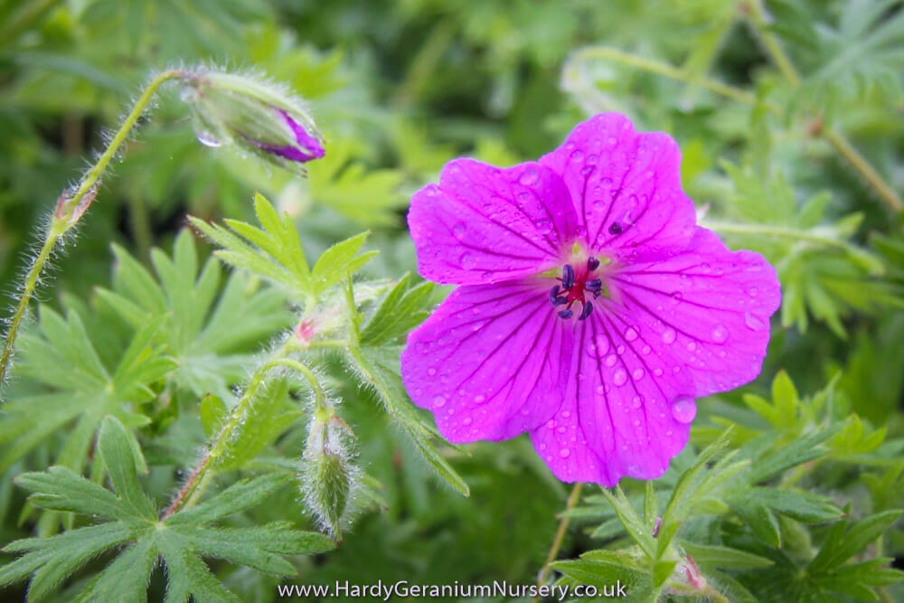 Geranium ‘Tiny Monster’ - Image 2