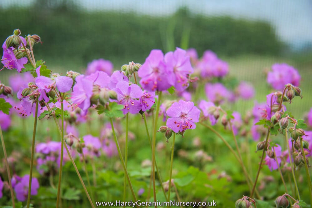 Geranium x cantabrigiense ‘Cambridge’ - Image 4
