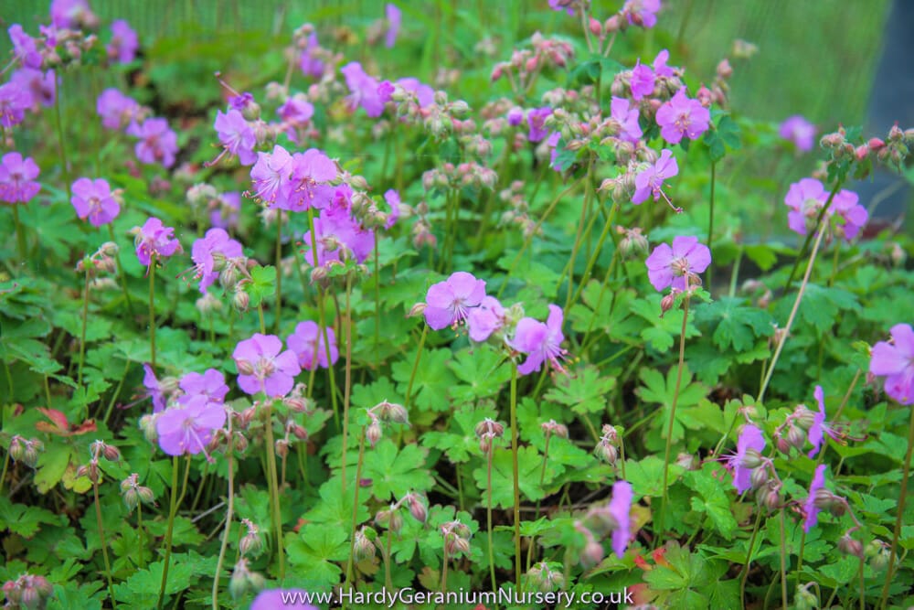 Geranium x cantabrigiense ‘Cambridge’ - Image 2