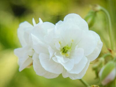 Geranium pratense ‘Laura’
