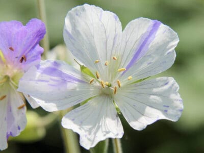 Geranium pratense ‘Splish Splash'