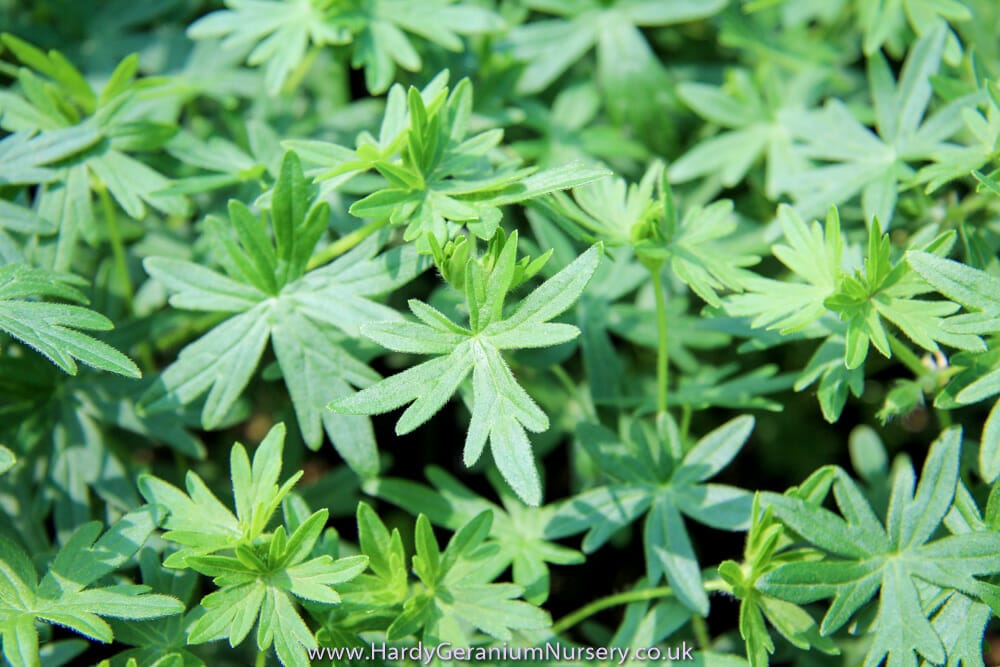 Geranium sanguineum Snowflake - Image 2