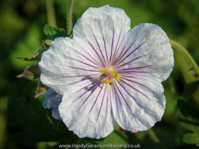 Geranium himalayense ‘Derrick Cook’