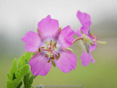 Geranium phaeum ‘Alec's Pink’