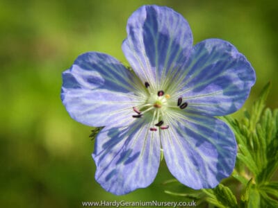 Geranium pratense ‘Mrs. Kendall Clark’