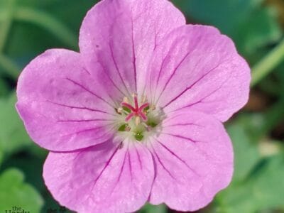 Geranium 'Jean Armour'