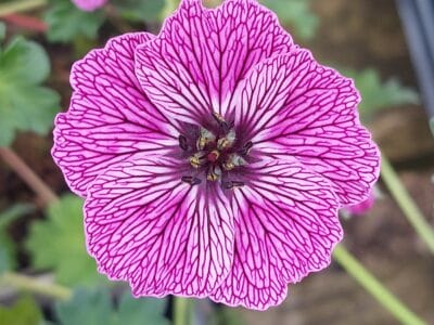 Geranium cinereum 'Jolly Jewel Lilac'