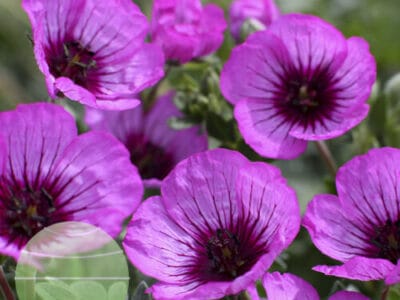 Geranium cinereum 'Jolly Jewel Night'