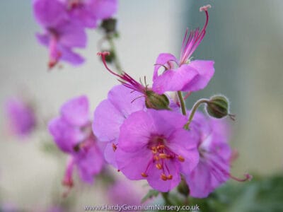 Geranium x cantabrigiense ‘Karmina'