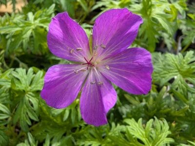 Geranium clarkei ‘Kashmir Purple’