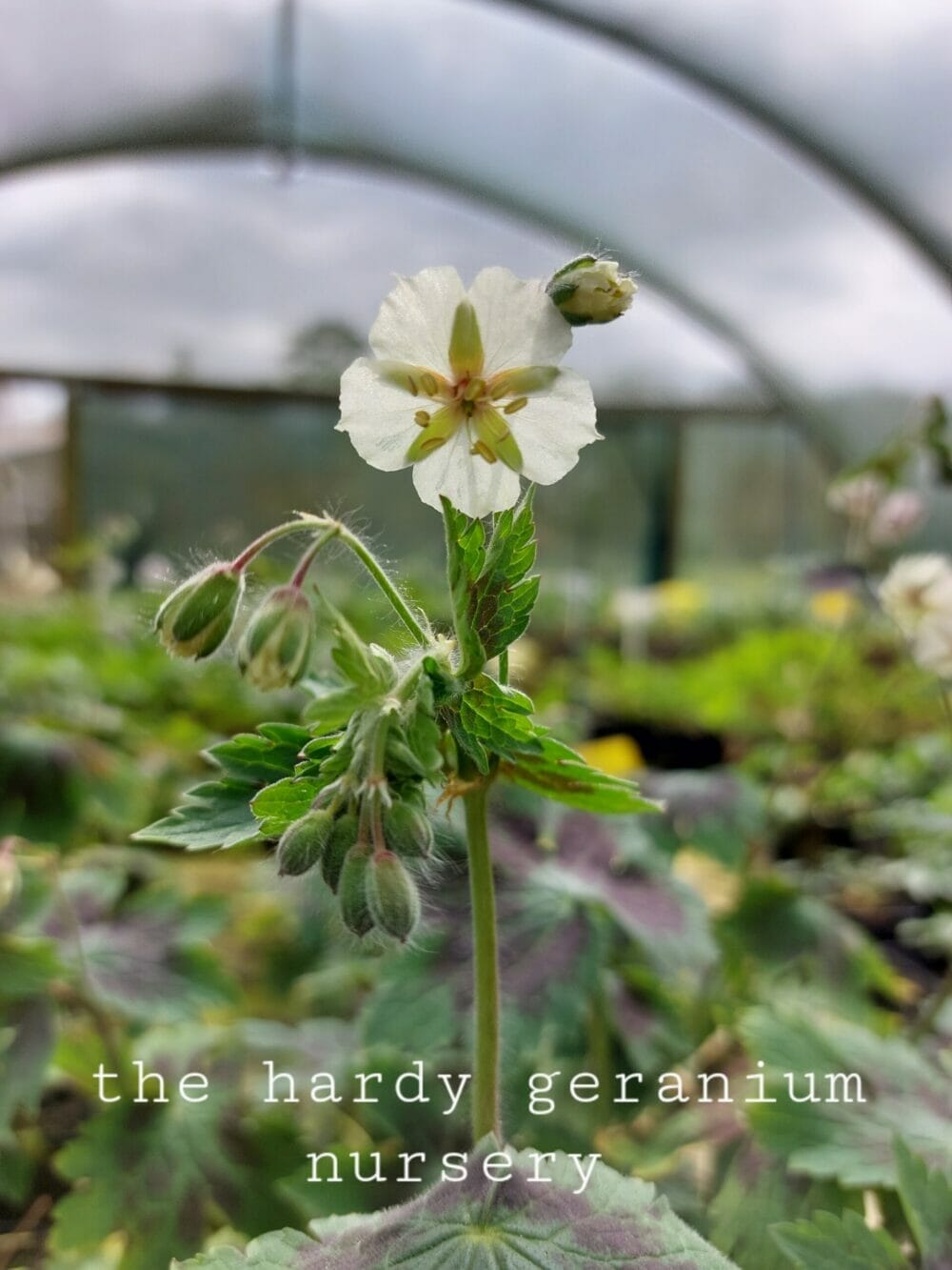 Geranium phaeum 'Misty Samobor' - Image 3