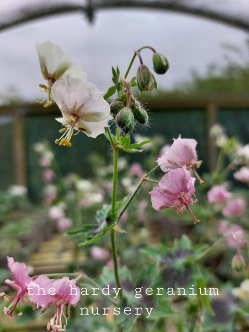 Geranium phaeum 'Misty Samobor'