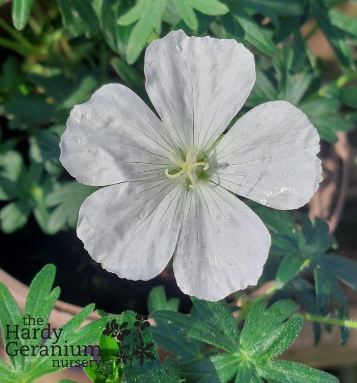 Geranium sanguineum Snowflake
