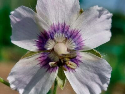 Geranium phaeum 'Wendy's Blush'