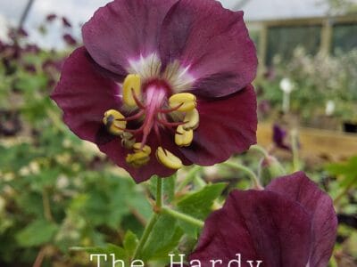 Geranium phaeum sp