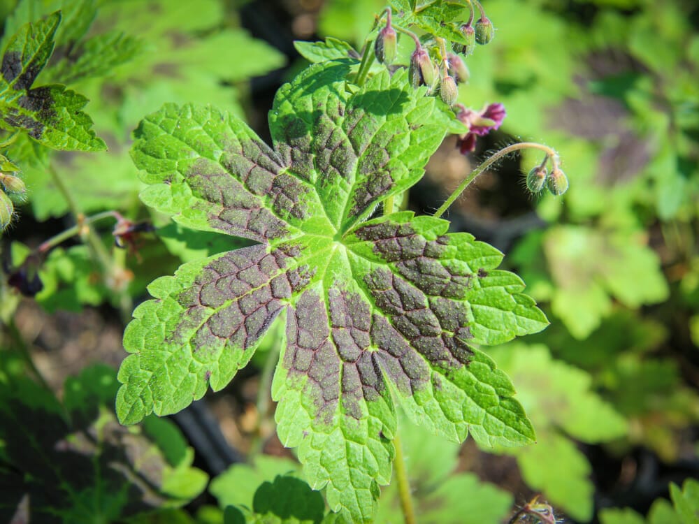 Geranium phaeum 'Misty Samobor' - Image 2